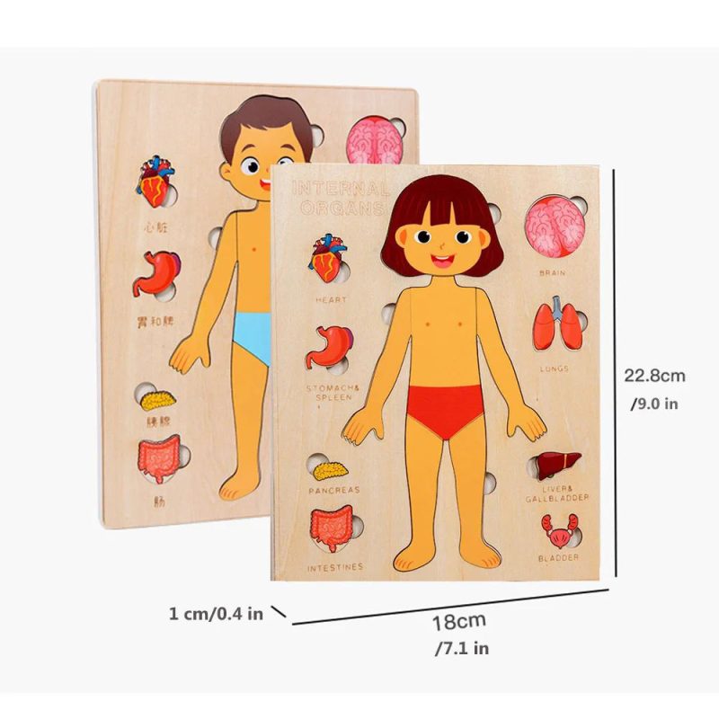 Human Body Organs Wooden Montessori Puzzles Toy - Image 9