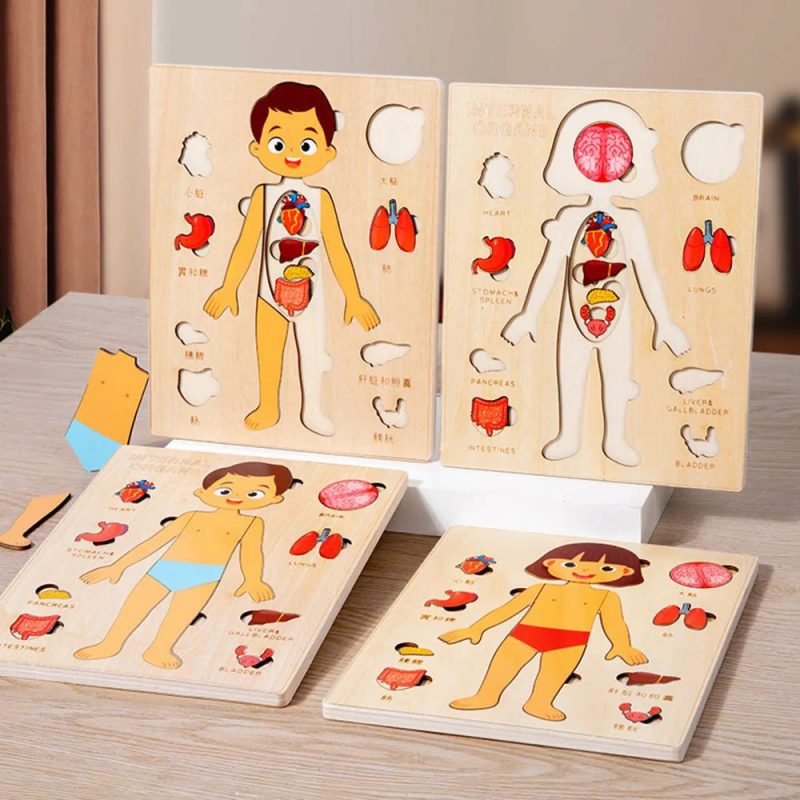 Human Body Organs Wooden Montessori Puzzles Toy