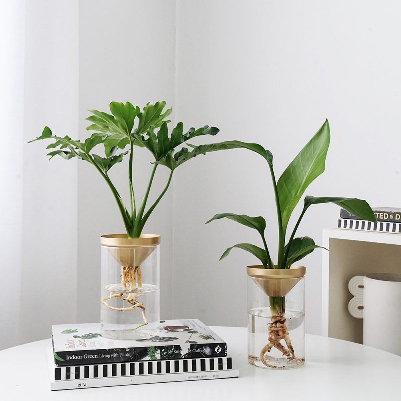 Cultivate Water Plants To Purify Desktop Pot