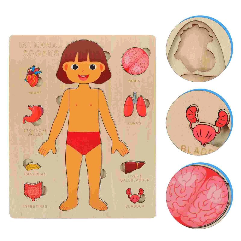 Human Body Organs Wooden Montessori Puzzles Toy - Image 6