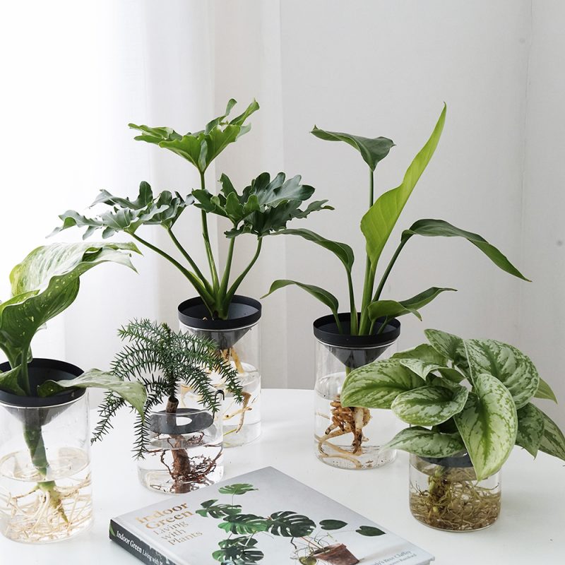 Cultivate Water Plants To Purify Desktop Pot - Image 5