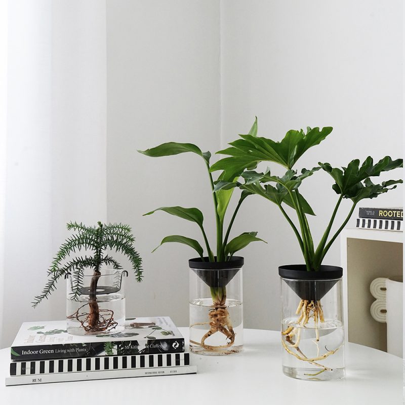 Cultivate Water Plants To Purify Desktop Pot - Image 4
