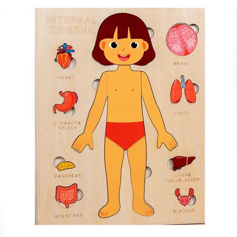 Human Body Organs Wooden Montessori Puzzles Toy - Image 4