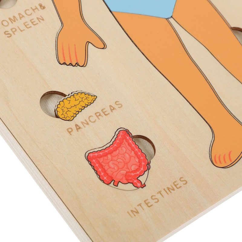 Human Body Organs Wooden Montessori Puzzles Toy - Image 8