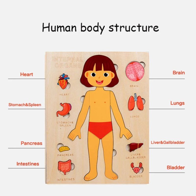 Human Body Organs Wooden Montessori Puzzles Toy - Image 5