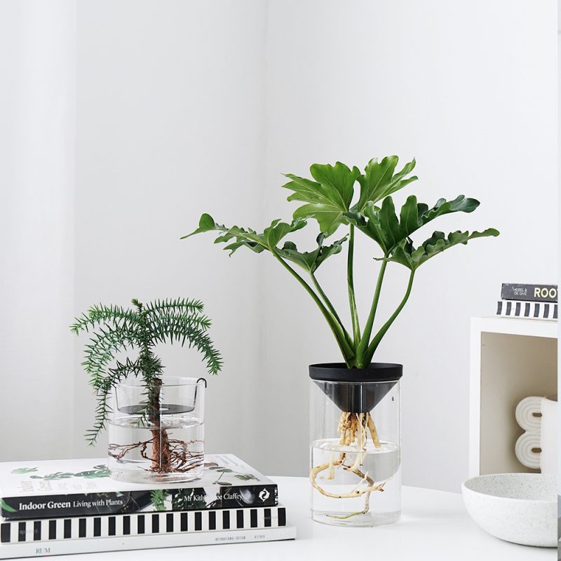 Cultivate Water Plants To Purify Desktop Pot - Image 2